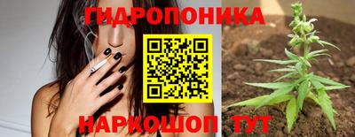 шишки Гай
